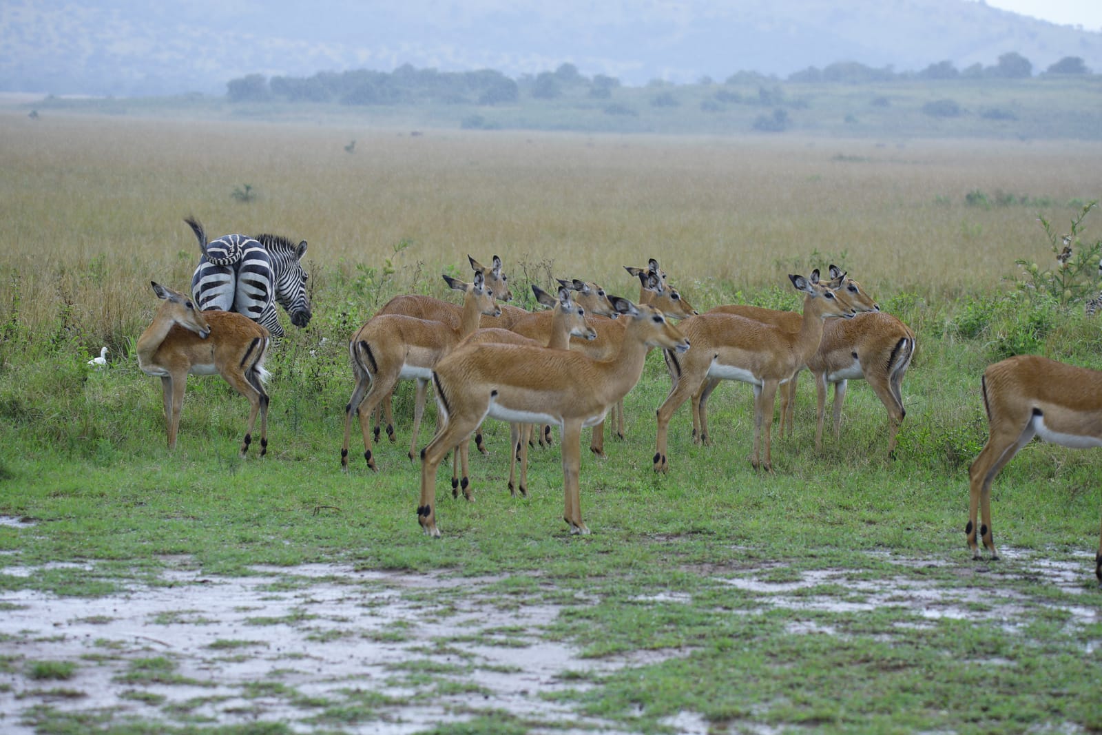 Eland, waterbuck, bushbuck & more