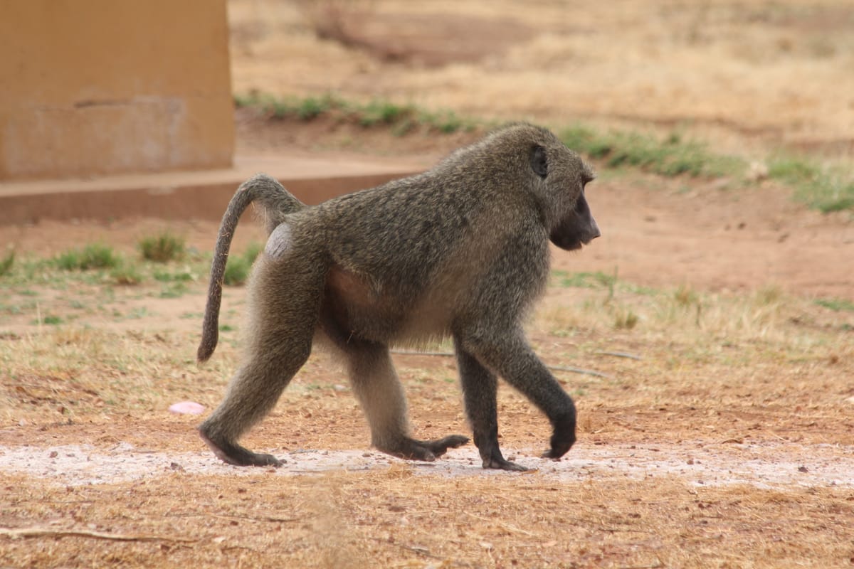 Olive baboon
