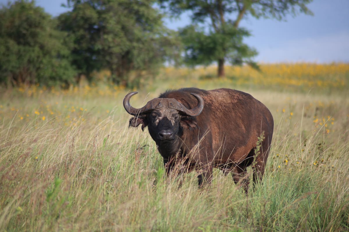 African buffalo