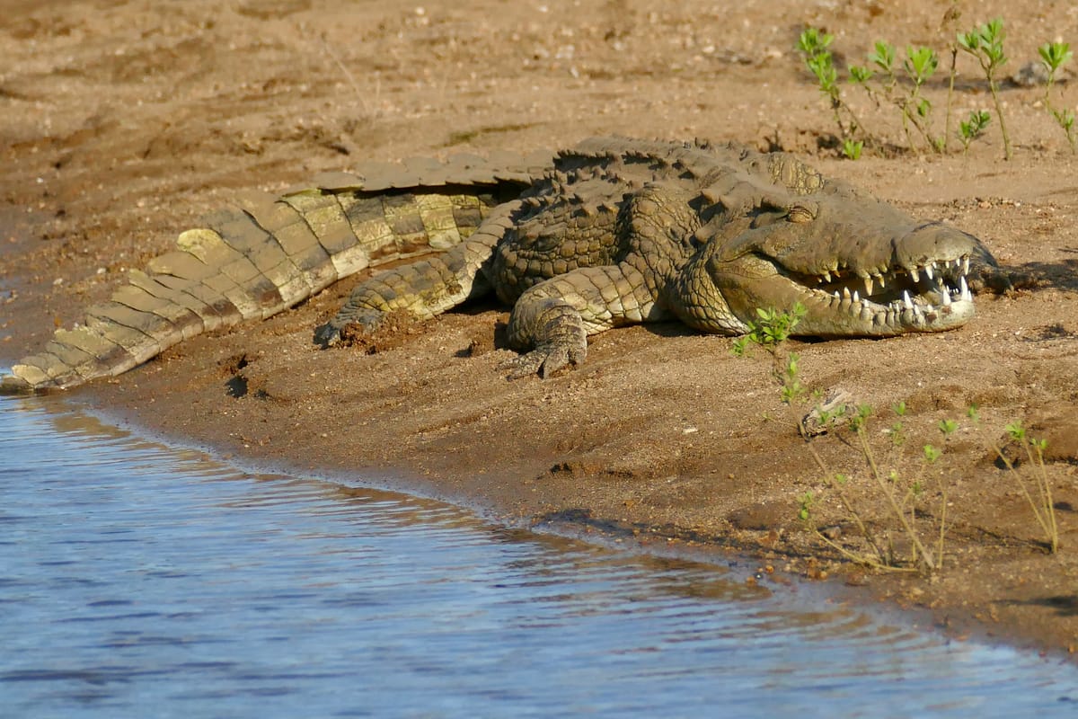 Nile crocodile