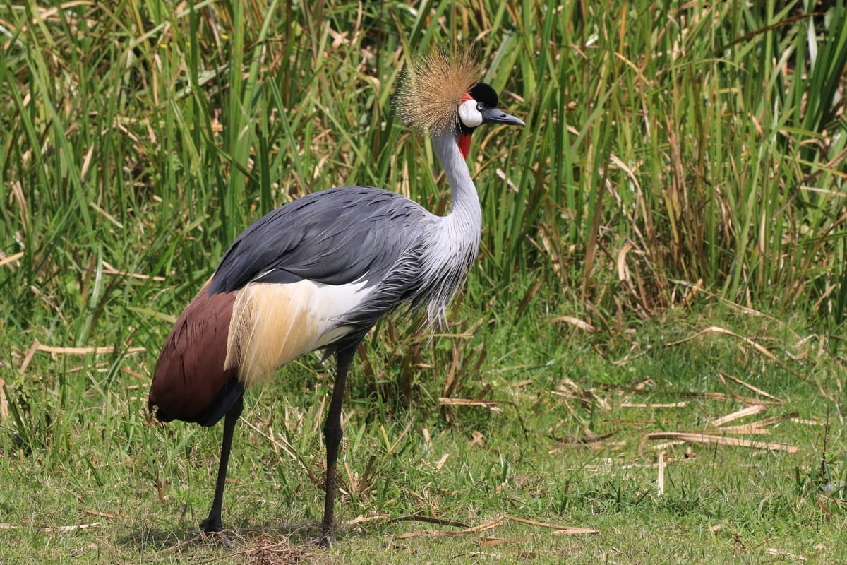 Grey crowned crane