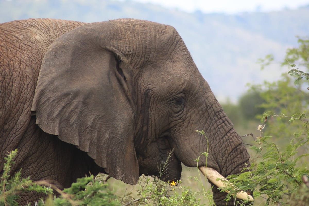 African elephant