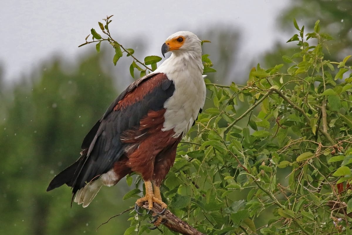 African fish eagle