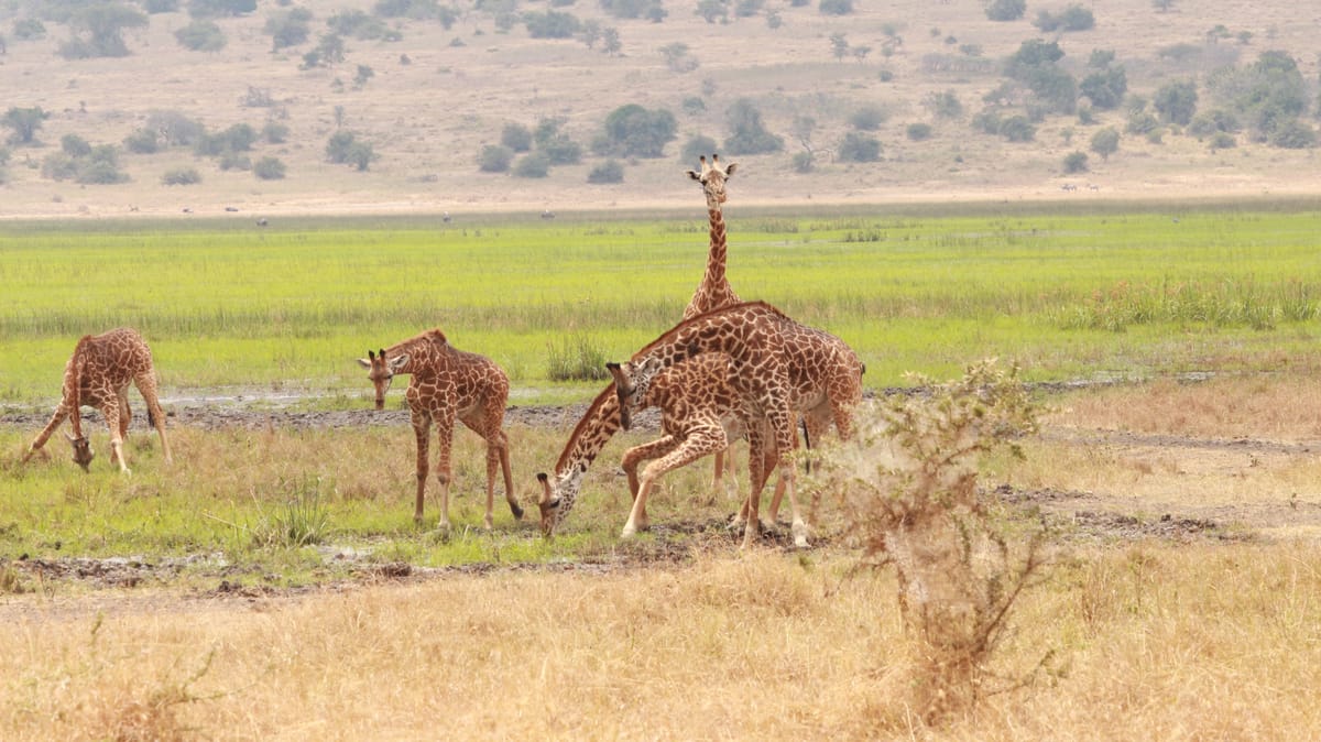 Masai giraffe