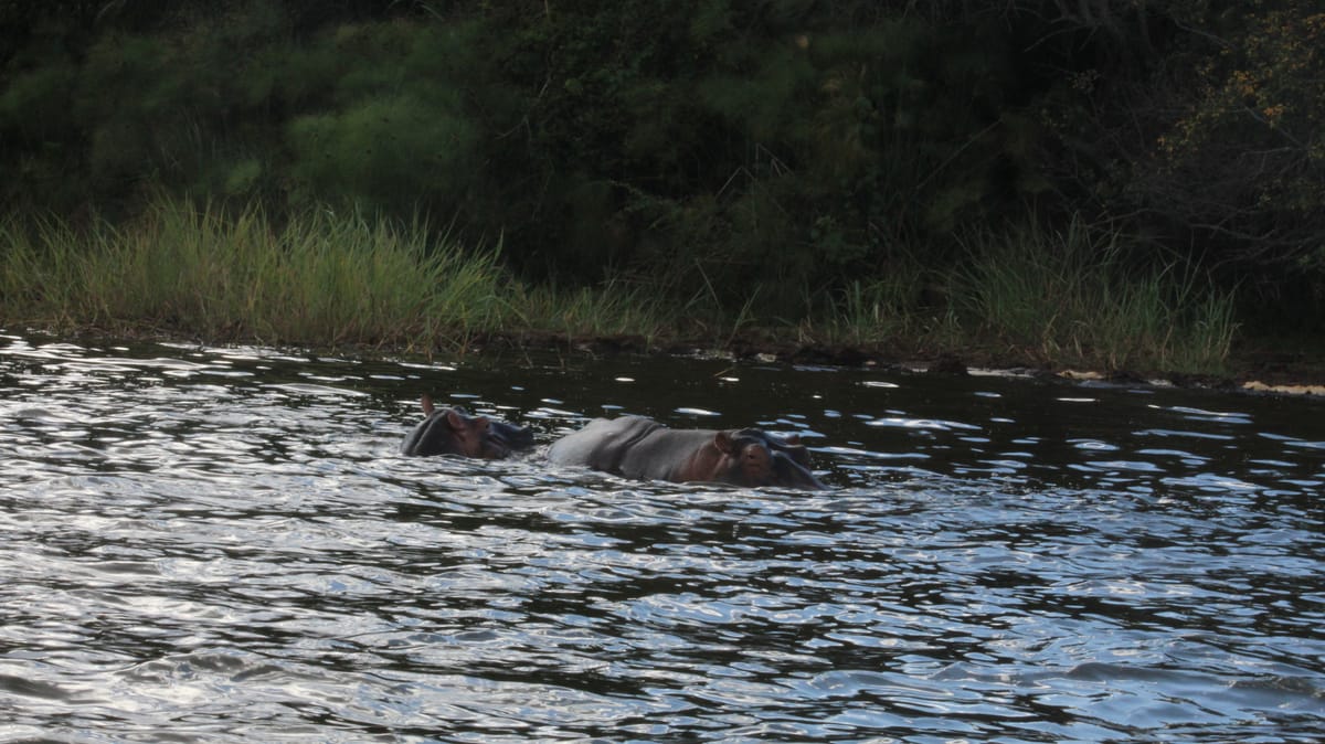 Hippopotamus