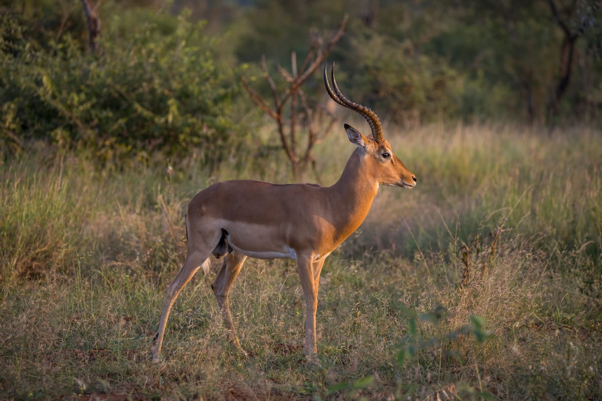 Impala