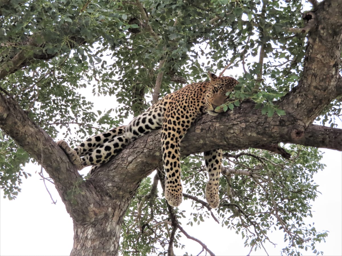 Leopard