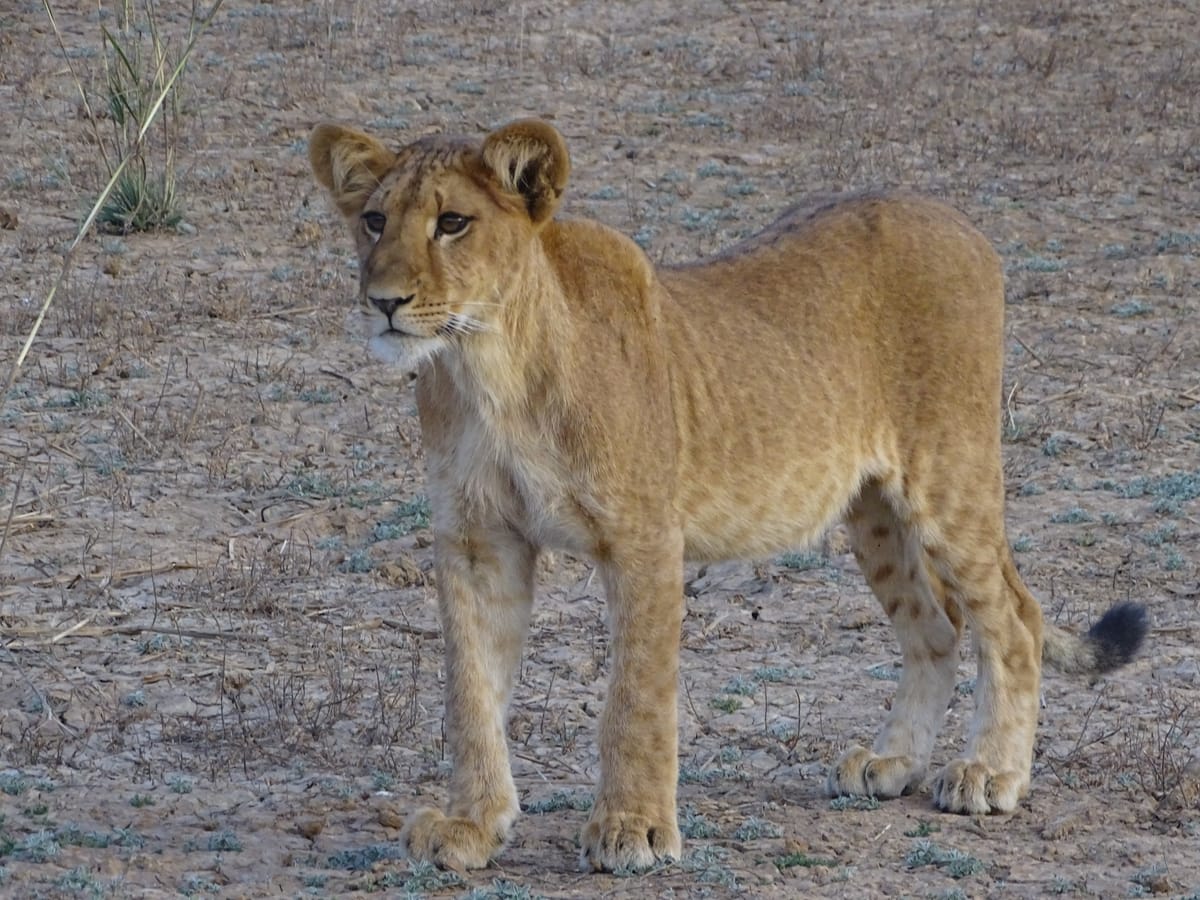 Lion