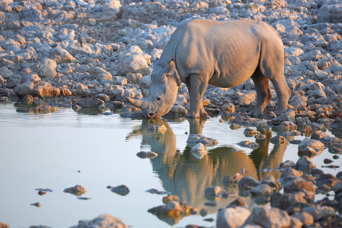 Black & white rhinoceros